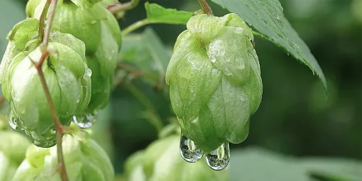 啤酒花